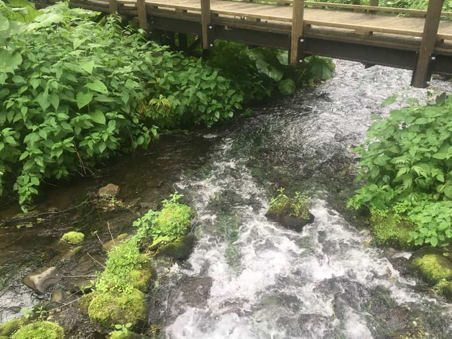 神の子池の流れ出し