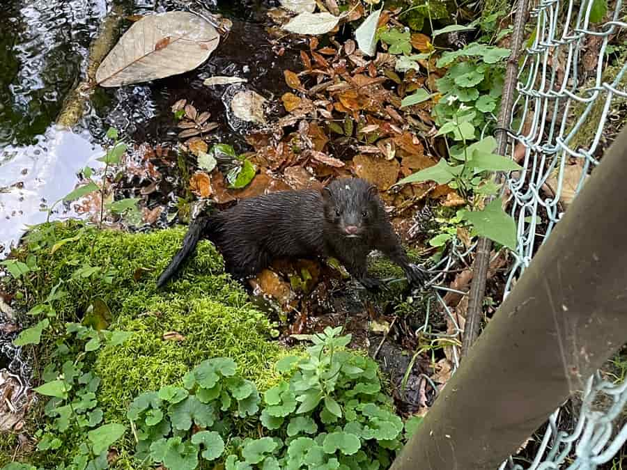 来運公園でミンクに遭遇