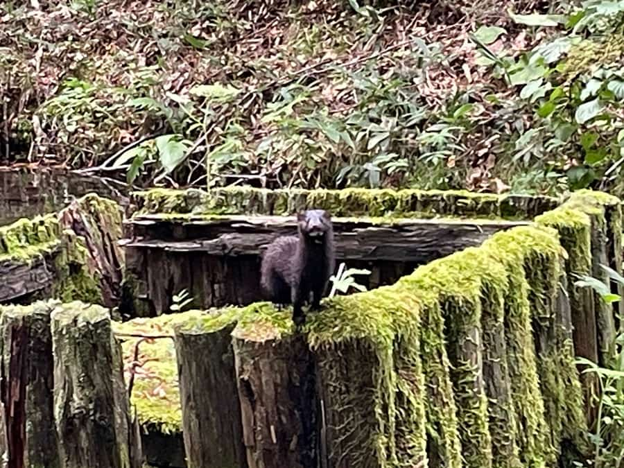 来運公園でミンクに遭遇