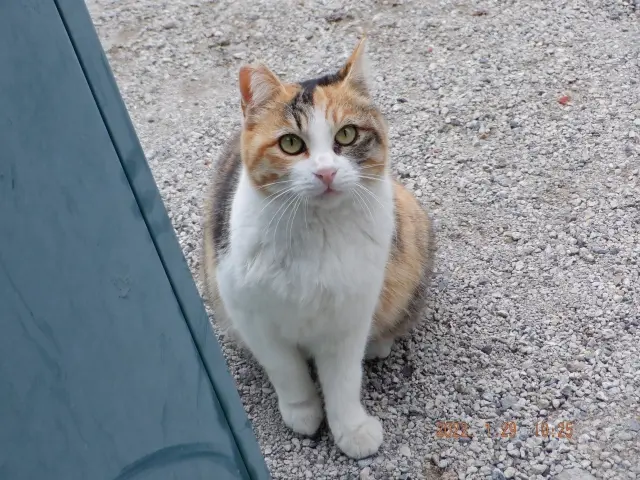 易占い迷い猫