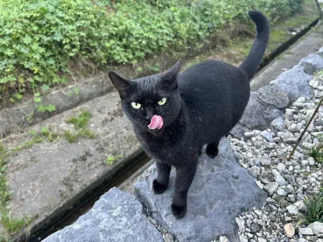 占い得意方いませんか? 昨日から子猫が行方不明なんです。 なので占ってください。 白黒の子で鼻と顎に黒の模様が入ってる生後2月子猫なんです。