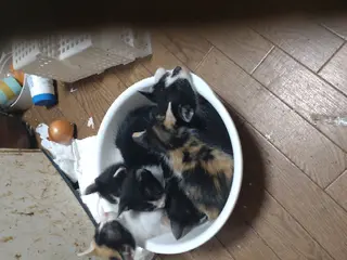 迷い猫の易占い